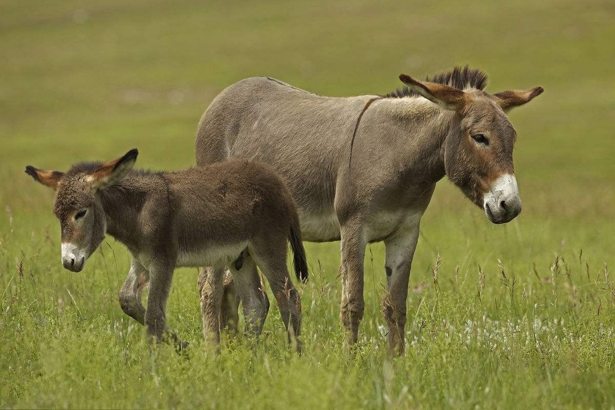 黔之驴原文及翻译