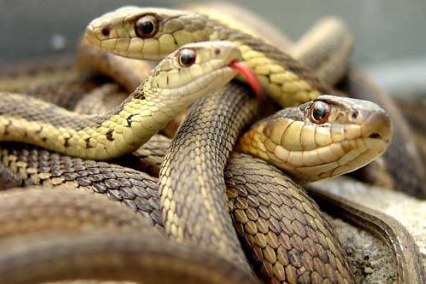 五讲四美解什么动物