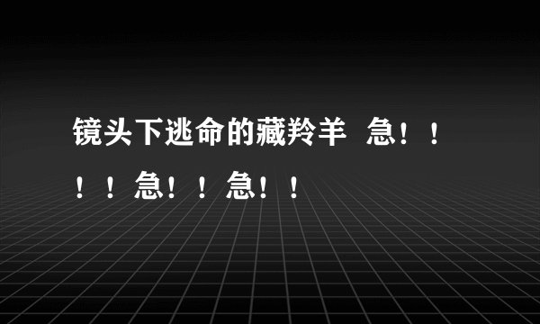 镜头下逃命的藏羚羊  急！！！！急！！急！！