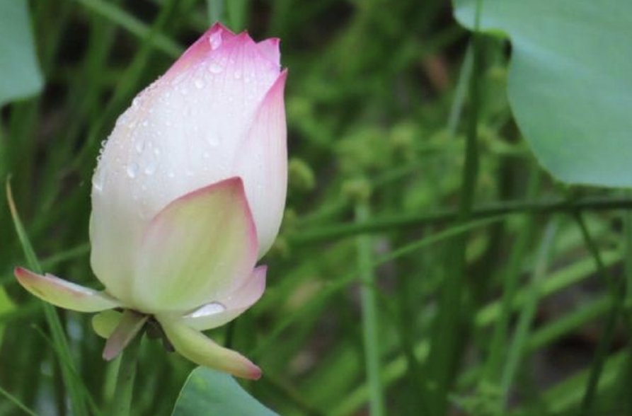 雨荷的含义是什么意思