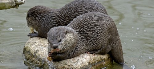 河狸、海狸、水豚、水獭有什么不一样？