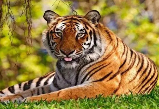 口没遮拦打一生肖