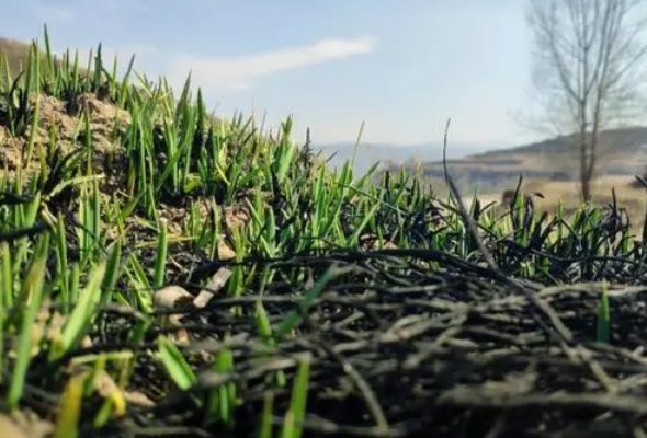 春风吹又生的意思