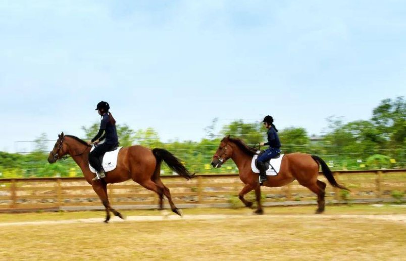 狗血淋头是什么生肖