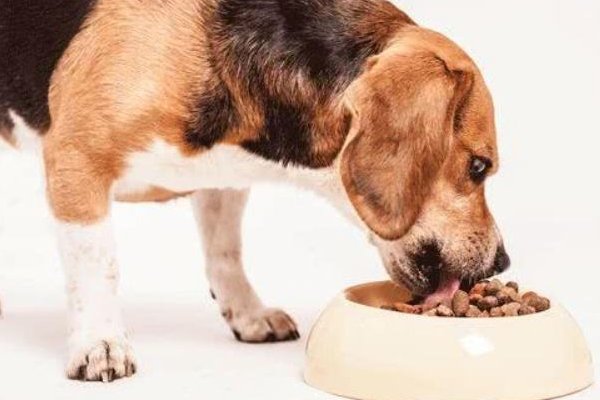 奥丁狗粮怎么样？