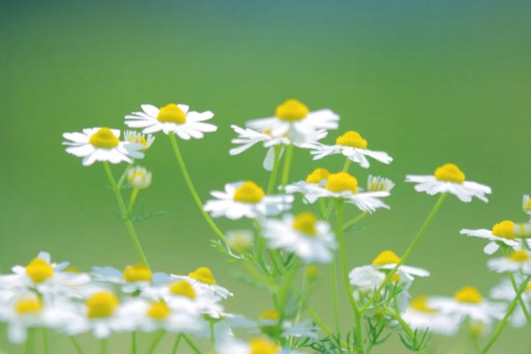 等人的诗句唯美