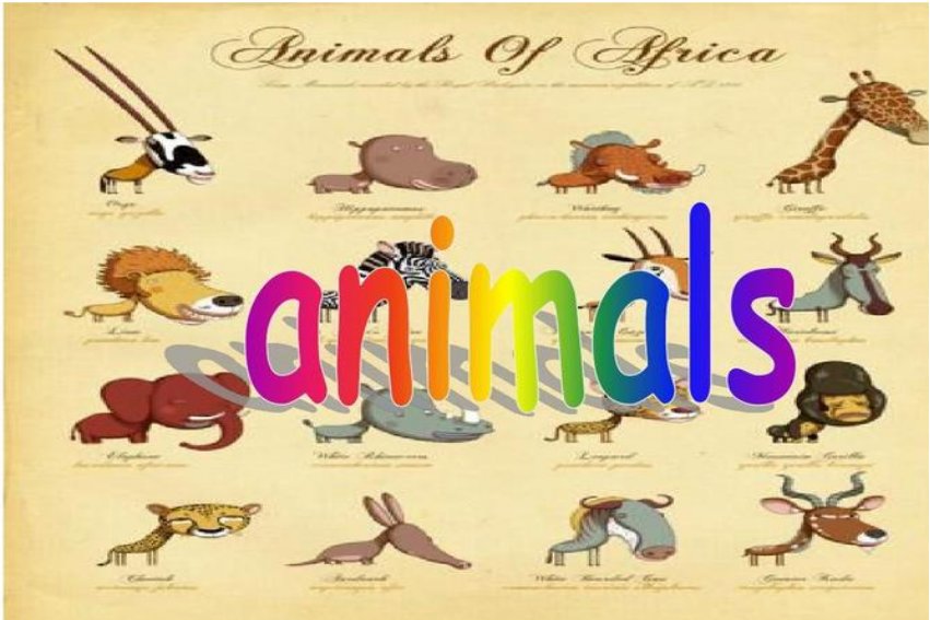 animal是什么意思中文