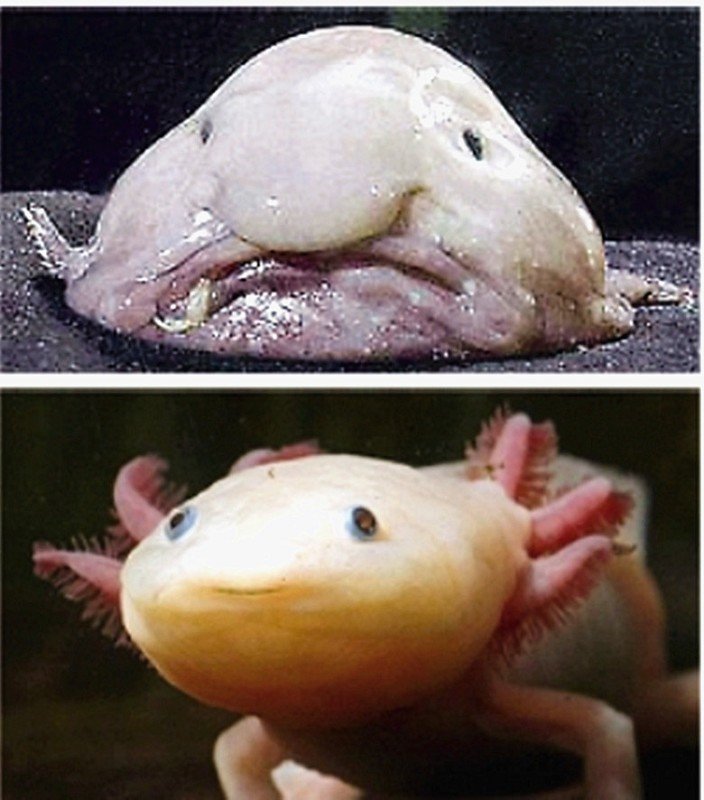 丑陋的松糕的基本信息