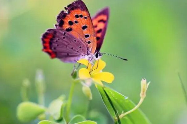 蝴蝶的家一般在哪里？