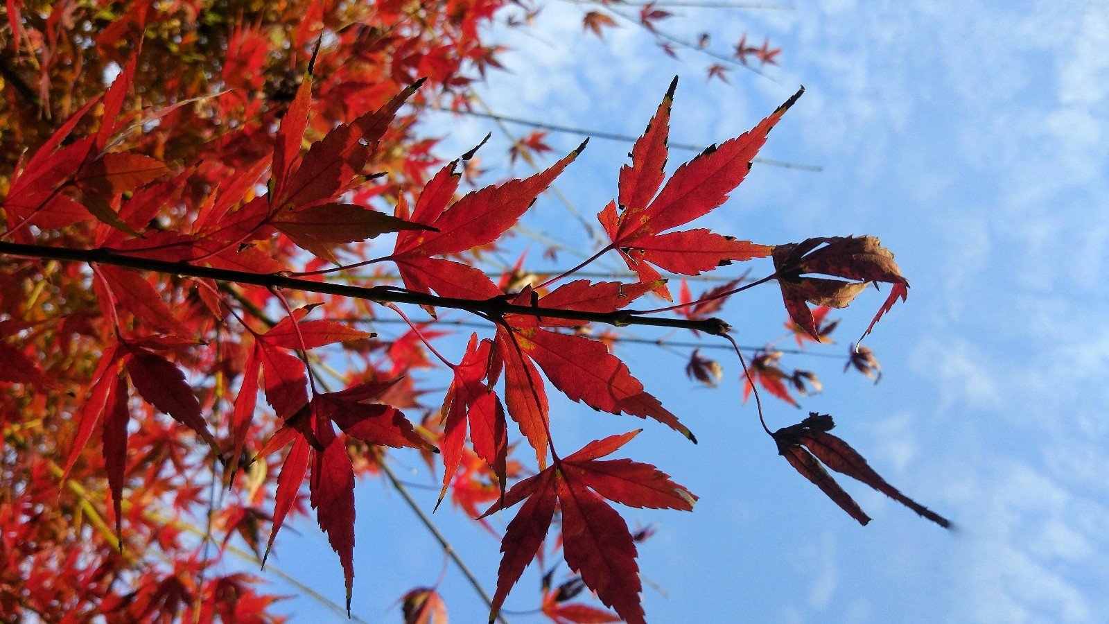 三行情书比赛，知道不？我想要那个冠军写的，我只记得其中一句，螃蟹在剥我的壳。 谁能找出全篇