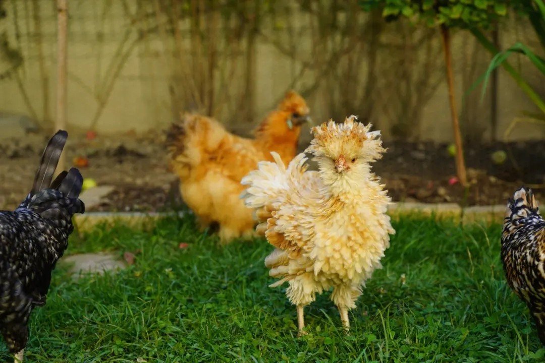 用钱如水解什么生肖