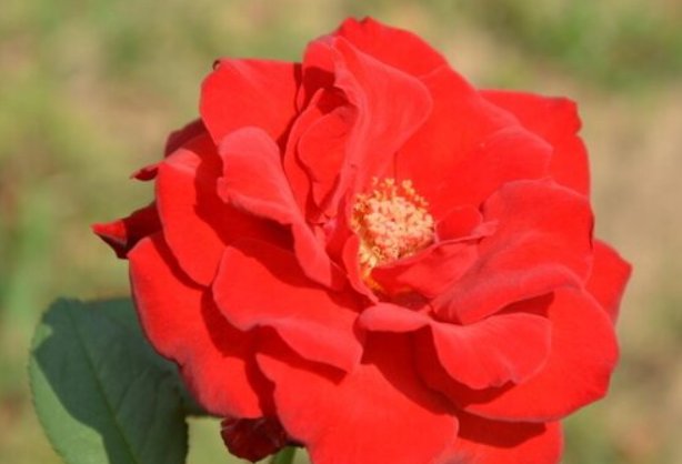 11月份有什么花开?