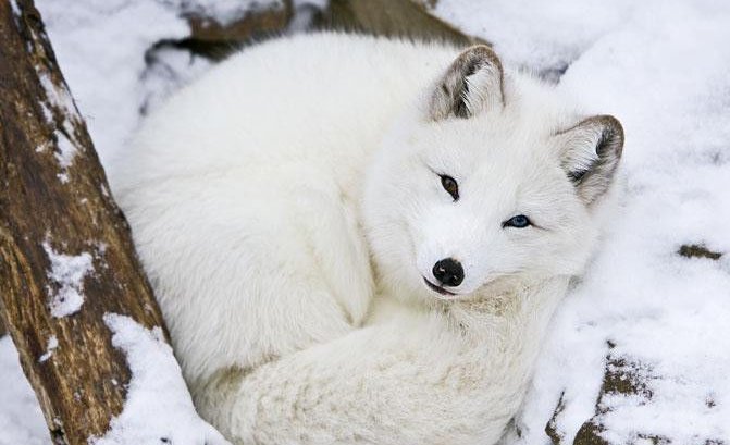 关于白狐的传说?