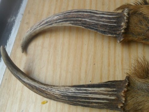 麂子角是用来做什么的?