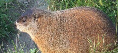 河狸、海狸、水豚、水獭有什么不一样？