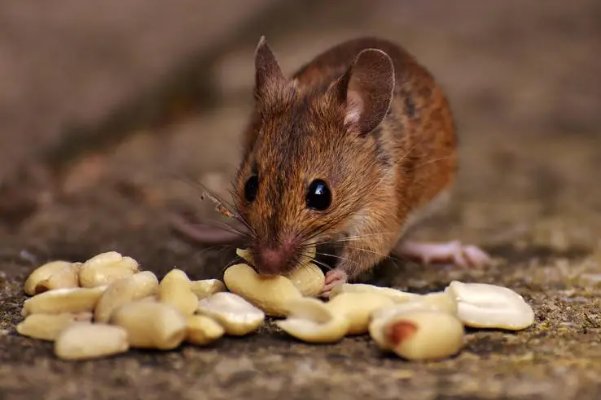 浮文套语猜一生肖动物