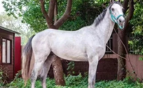 2岁的小马有多高