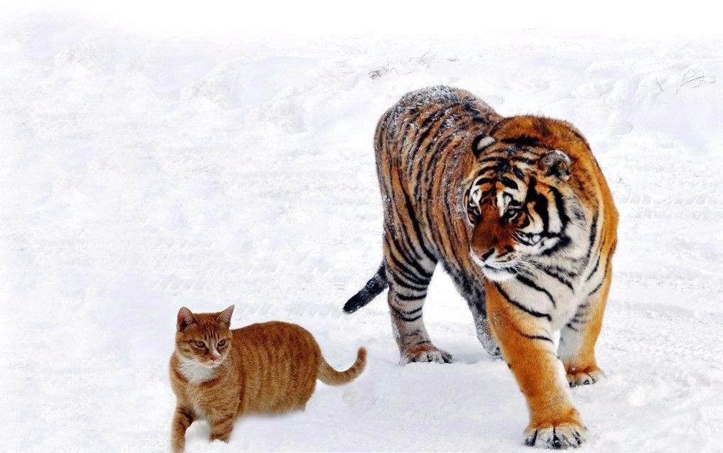 落魄的凤凰不如鸡全诗