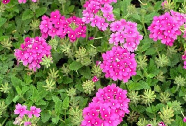 11月份有什么花开?