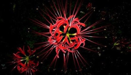 彼岸花开代表什么意思?