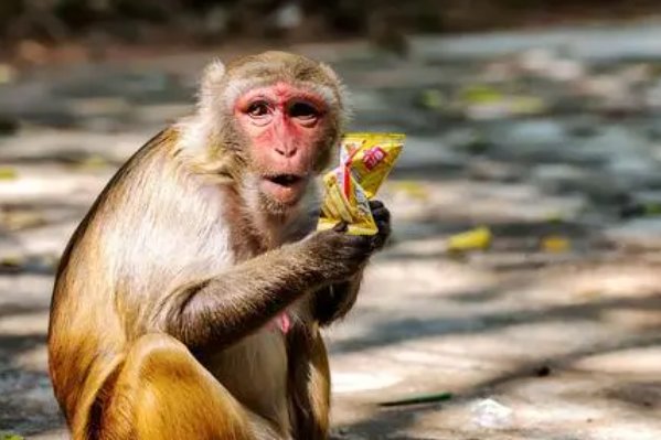 兜头盖脸的意思打一生肖