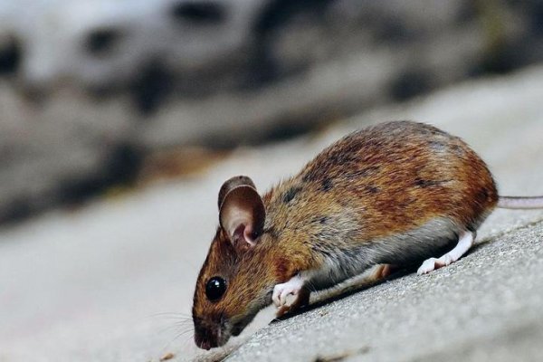 字正腔圆猜一准确生肖
