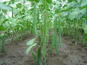 什么是刀豆，刀豆的图片