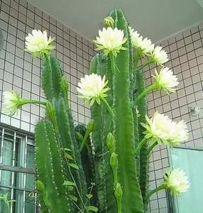 植物的种子是如何传播的?