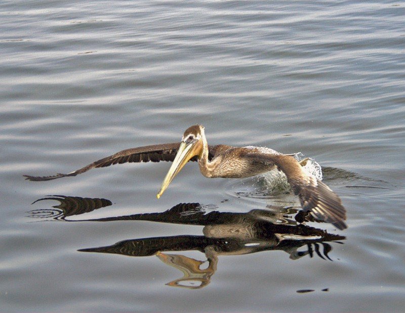 pelican的中文意思