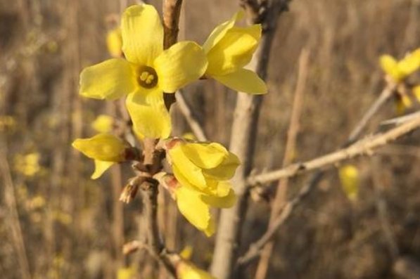 寸寸金又叫什么名字