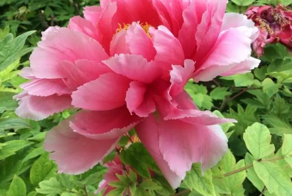 正午牡丹文言文翻译及注释