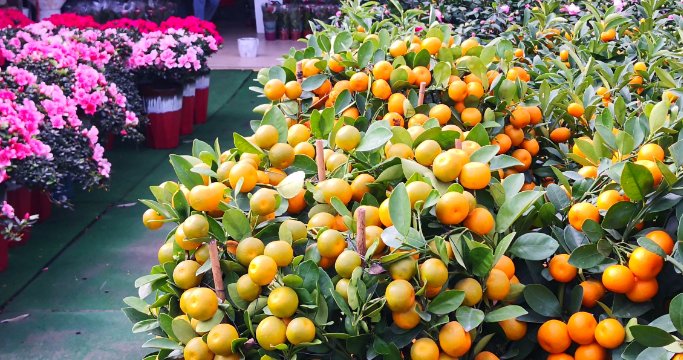 北京花卉市场有哪几家