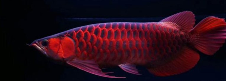 大红龙是什么东西呢？