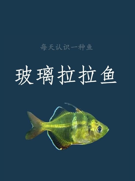 每天认识一种鱼｜玻璃拉拉