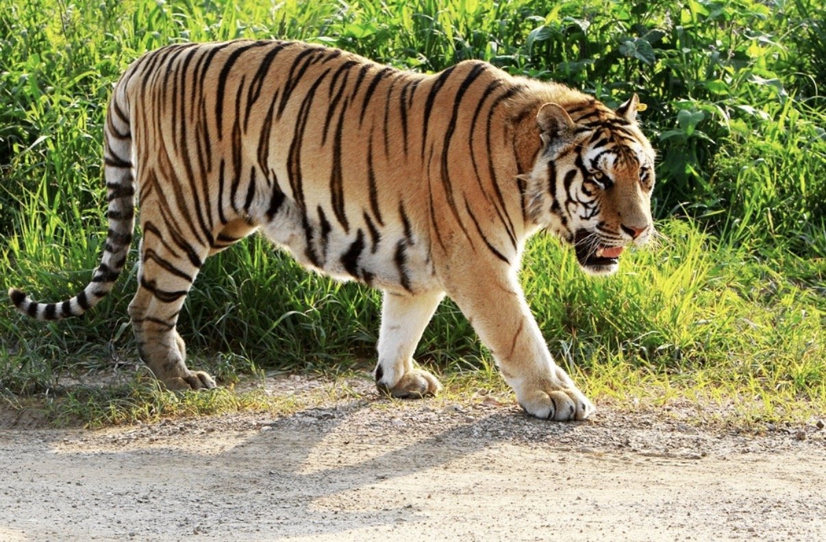 满坐寂然打一正确生肖