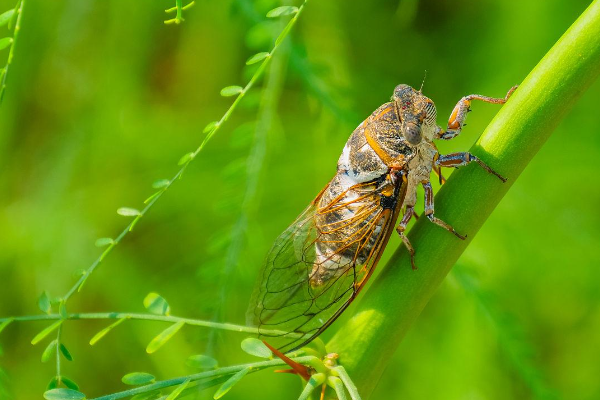 是谁告诉蝉要下雨