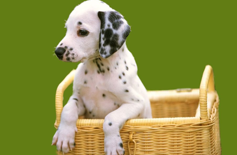 东北话篮子是什么意思？