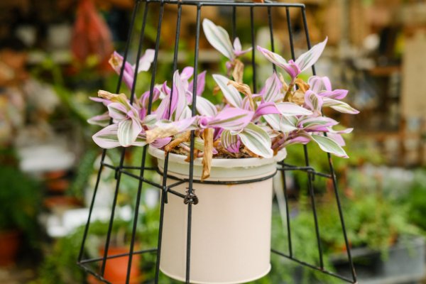 油画花的养殖方法和注意事项