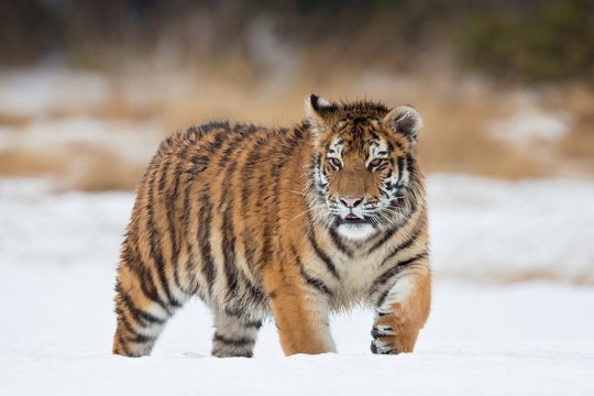 寒气刺骨是什么生肖