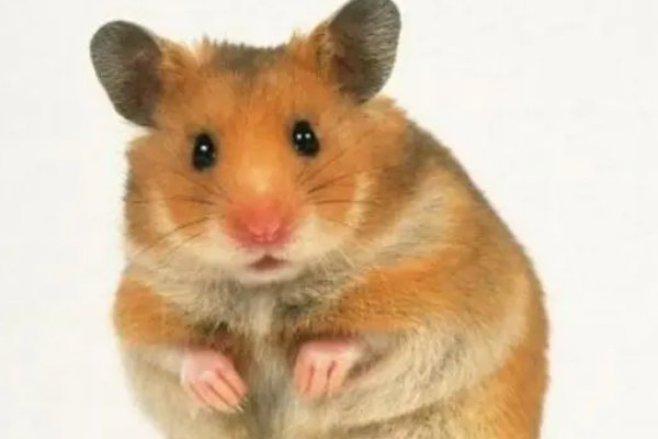 爪牙之士打一动物生肖