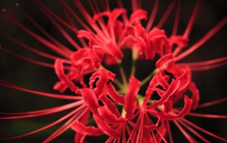 彼岸花开代表什么意思？