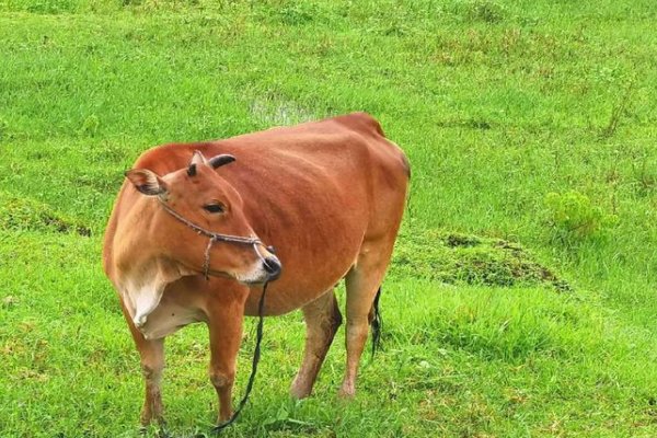 道道地地解什么动物