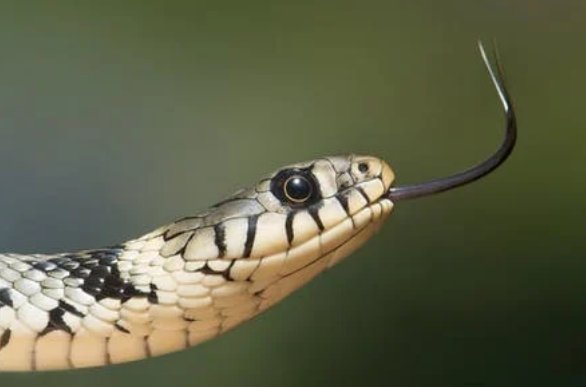 引蛇出洞是什么玩法？