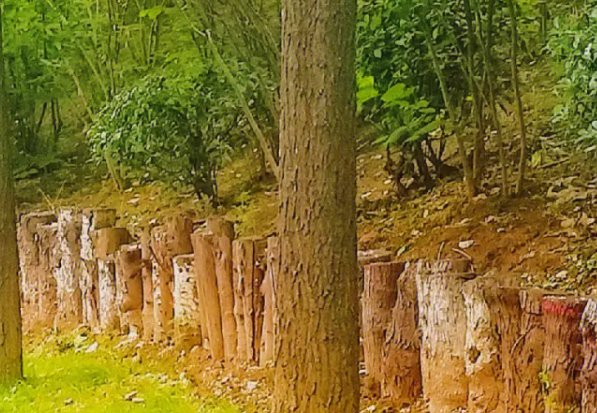 原委是什么意思