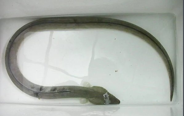 “土龙”是什么东西?