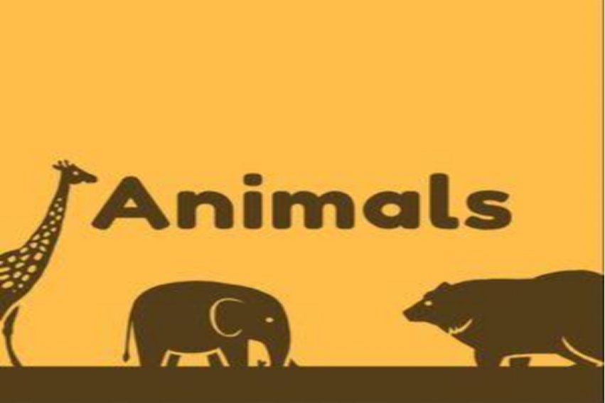 animal是什么意思中文