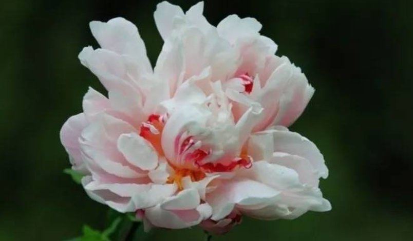 芬芳岁月什么意思