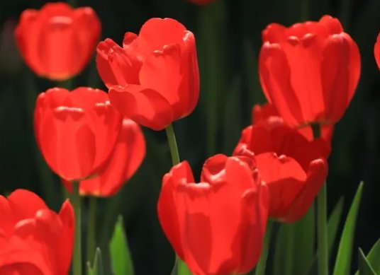 郁金香寓意和象征意义