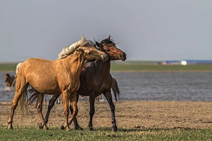 眉下添眉猜一动物