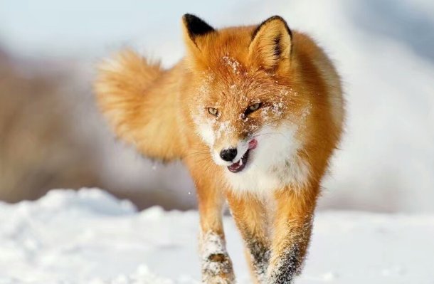 违心之言代表什么动物